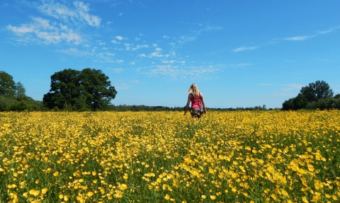 Testwood buttercup meadow © Cathy Anning