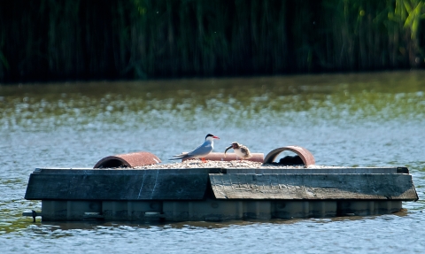 Common tern and chick on tern raft