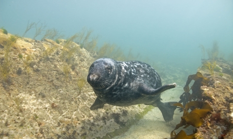 Grey seal © Paul Naylor