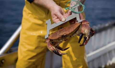 Shore crab being measured © Toby Roxburgh/2020VISION