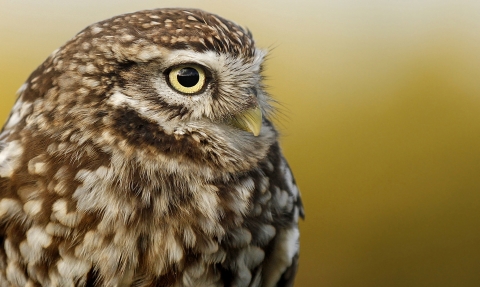 Little owl 