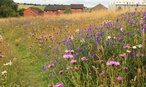 Wildflowers (c) Kieron Huston