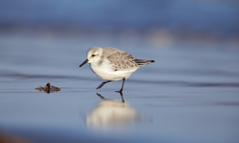 Sanderling © Neil Aldridge