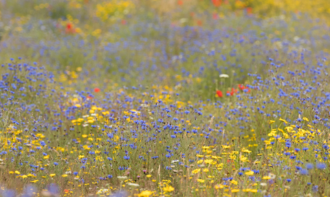 Wildflowers on farmland © James Adler