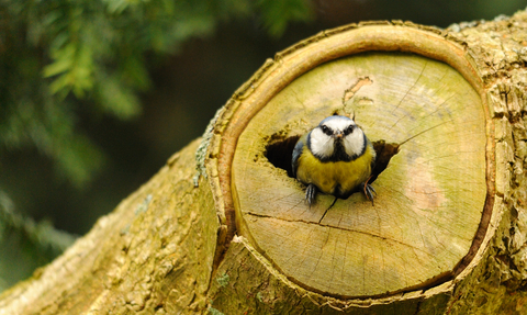 Blue tit 