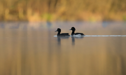 Tufted ducks for header (c) Jon Hawkins - Surrey Hills Photography