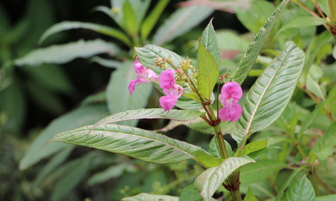 Himalayan balsam © Lianne de Mello