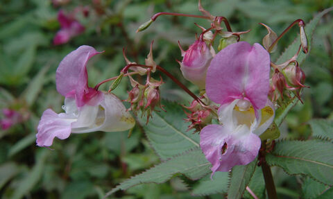 Himalayan balsam 