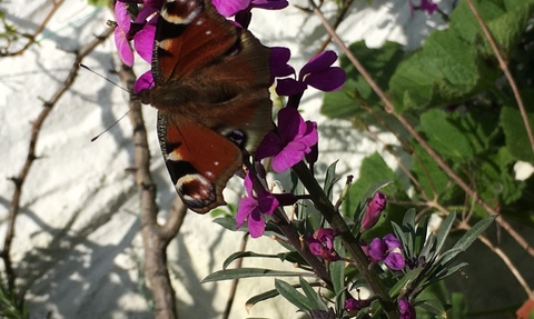 Peacock butterfly resting on a flower