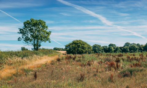 Little Duxmore on a sunny day, there is long, dry grass in the foreground and shrubs in the background. On the left is a medium sized tree.