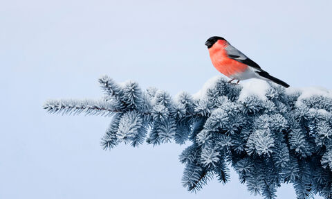  Bullfinch perched on a snow-covered fir branch against a pale blue background.