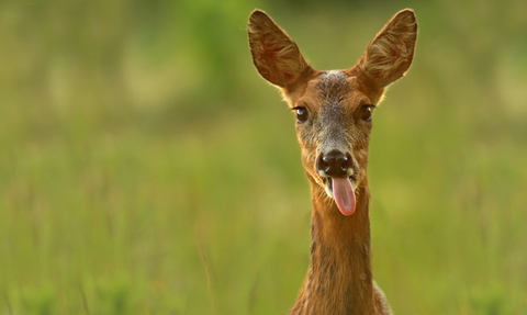 Deer looking the camera with its tongue sticking out