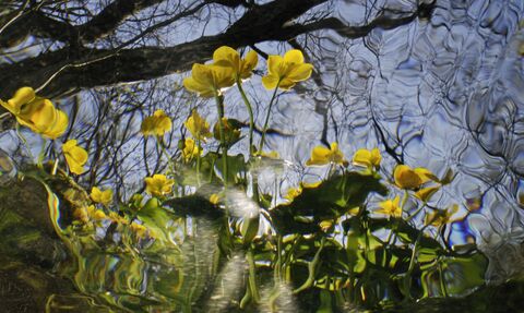 Plants viewed from underwater