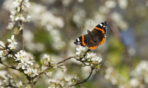 Red admiral on blackthorn blossom