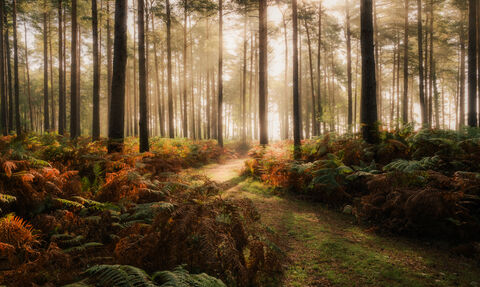 An autumnal woodland with dramatic diffused lighting at sunrise