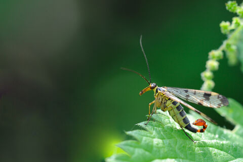 Other insects | Hampshire and Isle of Wight Wildlife Trust