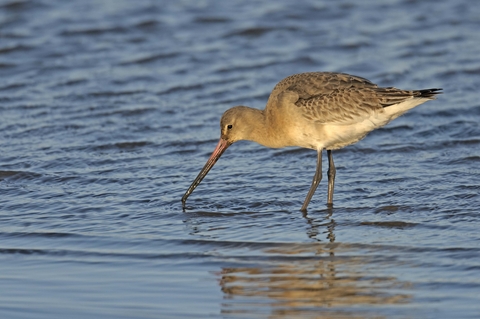 Winter wading birds  Hampshire and Isle of Wight Wildlife Trust