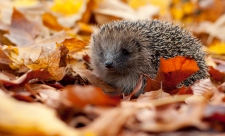 Hedgehog © Tom Marshall