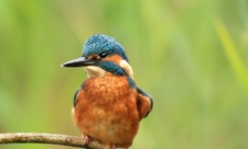 Kingfisher © Jon Hawkins - Surrey Hills Photography