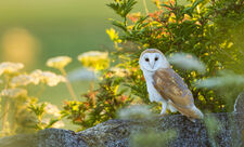 Barn owl