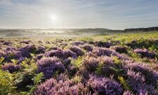 New Forest © Guy Edwardes/2020VISION