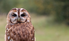 Tawny owl as part of a raptor display at Blashford Lakes