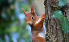 Red squirrel