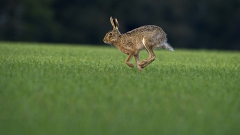 Running brown hare