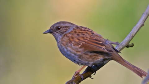 Dunnock