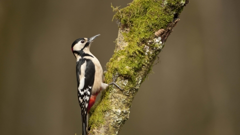 Great spotted woodpecker