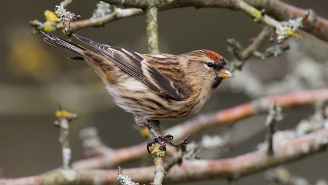 Lesser Redpoll