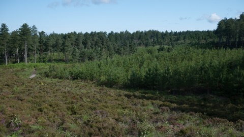 Lowland dry acid grassland