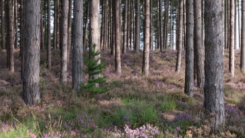 Lowland dry acid grassland