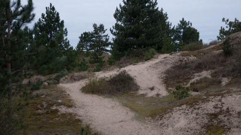 Lowland dry acid grassland