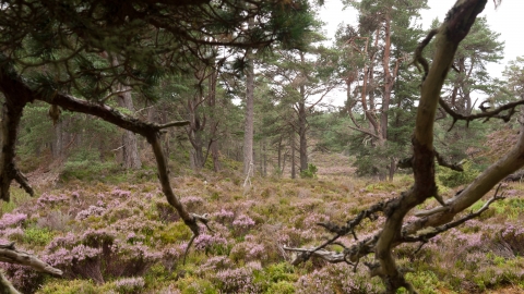 Lowland limestone grassland
