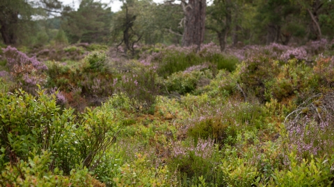 Lowland dry acid grassland