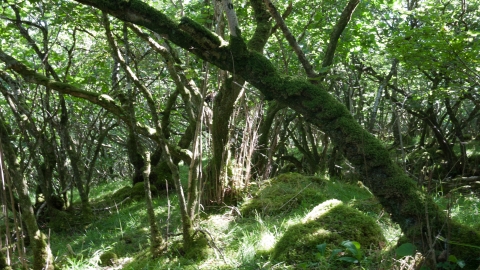 Coastal and floodplain grazing marsh