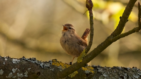 Wren © Steve Page