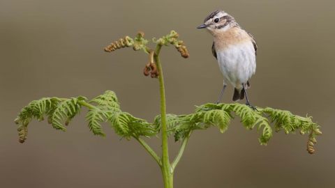 Whinchat