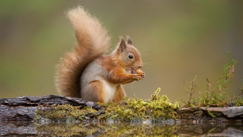 Red Squirrel