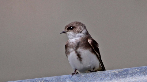 Sand martin