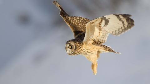 Short-eared owl