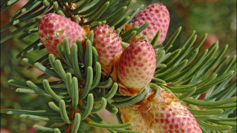 Norway Spruce