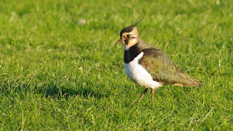 Lapwing
