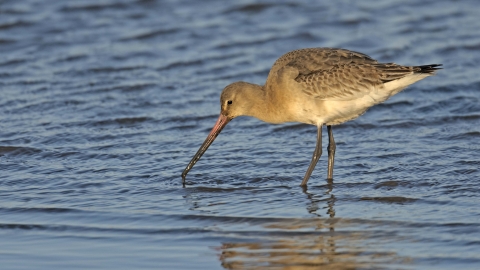 Black-tailed Godwit