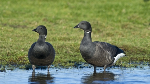 Two dark-bellied brent geese standing in a pool of water