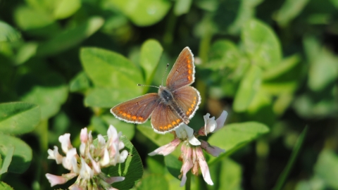 Brown Argus