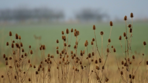 Teasel