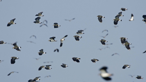 Lapwing flock