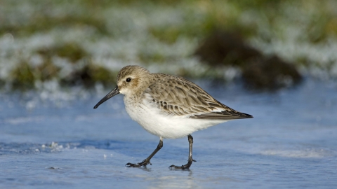 Dunlin